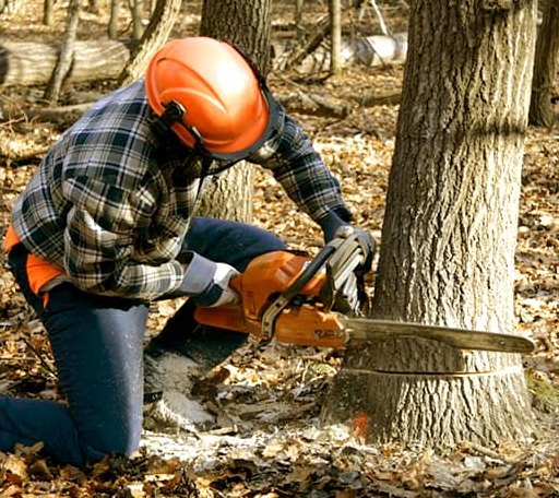 Tree Removal in Somerville, TX